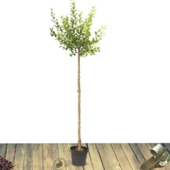 PLANTES AVENUE - Pommier golden delicious/[-]pot de 10l - gobelet 2 ans - 120/150 cm