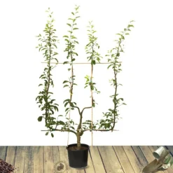 PLANTES AVENUE - Pommier golden delicious/[-]pot de 10l - gobelet 2 ans - 120/150 cm