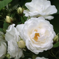 PLANTES AVENUE - Rosier liane banksiae purezza/rosa liane banksiae purezza[-]pot de 3l - 60/120 cm