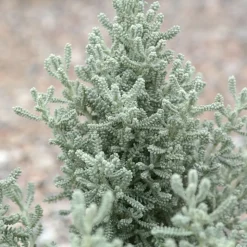 PLANTES AVENUE - Santoline grise/[-]pot de 3l - 20/40 cm