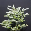 PLANTES AVENUE - Sapin de corée silberlocke/[-]pot de 5l - 40/60 cm
