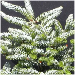 PLANTES AVENUE - Sapin de corée silberlocke/[-]pot de 5l - 40/60 cm