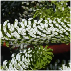 PLANTES AVENUE - Sapin de corée silberlocke/[-]pot de 5l - 40/60 cm