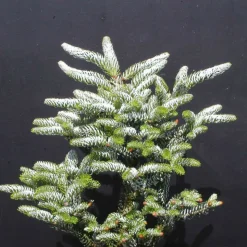 PLANTES AVENUE - Sapin de corée silberlocke/[-]pot de 3l - 20/40 cm