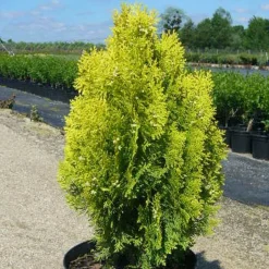 PLANTES AVENUE - Thuya du canada orientalis semperaurea/[-]pot de 3l - 20/40 cm
