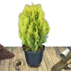 PLANTES AVENUE - Thuya du canada orientalis semperaurea/[-]pot de 3l - 20/40 cm