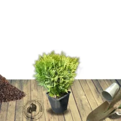 PLANTES AVENUE - Thuya du canada occidentalis danica/[-]pot de 3l - 20/40 cm