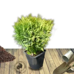 PLANTES AVENUE - Thuya du canada occidentalis danica/[-]pot de 3l - 20/40 cm