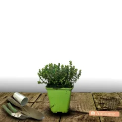 PLANTES AVENUE - Thym commum - prêt à consommer/[-]pot de 1,5l - 10/20 cm