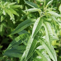 PLANTES AVENUE - Verveine citronnelle - prêt à consommer/[-]pot de 1,5l - 10/20 cm