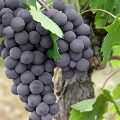 PLANTES AVENUE - Vigne fraise isabella/[-]pot de 1,5l - tuteur bambou 30/60 cm