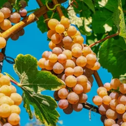 PLANTES AVENUE - Vigne fraise noah/[-]pot de 1,5l - tuteur bambou 30/60 cm