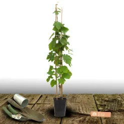 PLANTES AVENUE - Vigne vinifera crimson seedles/[-]pot de 3l - echelle bambou 60/120 cm