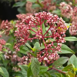 PLANTES AVENUE - Viorne, laurier tin gwenllian/[-]pot de 1,5l - 10/20 cm