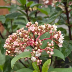 PLANTES AVENUE - Viorne, laurier tin gwenllian/[-]pot de 1,5l - 10/20 cm