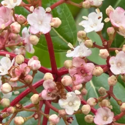 PLANTES AVENUE - Viorne, laurier tin gwenllian/[-]pot de 1,5l - 10/20 cm