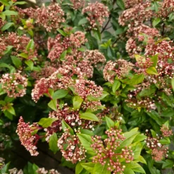 PLANTES AVENUE - Viorne, laurier tin gwenllian/[-]pot de 1,5l - 10/20 cm