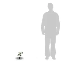 PLANTES AVENUE - Viorne, laurier tin gwenllian/[-]pot de 1,5l - 10/20 cm