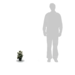 PLANTES AVENUE - Viorne, laurier tin gwenllian/[-]pot de 1,5l - 10/20 cm