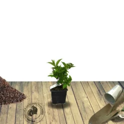 PLANTES AVENUE - Weigela marjorie/[-]pot de 1,5l - 10/20 cm