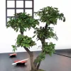PLANTESTABILISÉE.COM - Bonsaï tobira naturel stabilisé - arbre stabilisé - plante d'intérieur - 50 cm