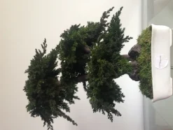 PLANTESTABILISÉE.COM - Bonsaï procumbens naturel stabilisé - arbre stabilisé - plante d'intérieur - 50 cm