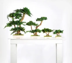 PLANTESTABILISÉE.COM - Bonsaï procumbens naturel stabilisé - arbre stabilisé - plante d'intérieur - 50 cm