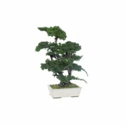 PLANTESTABILISÉE.COM - Bonsaï procumbens naturel stabilisé - arbre stabilisé - plante d'intérieur - 70 cm