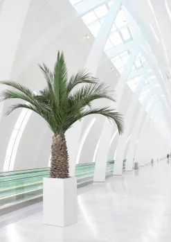 PLANTESTABILISÉE.COM - Palmier naturel stabilisé phoenix agave - palmier stabilisé - palmier d'intérieur - 230 cm