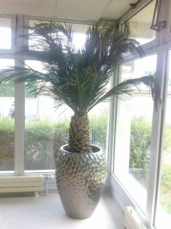 PLANTESTABILISÉE.COM - Palmier naturel stabilisé phoenix agave - palmier stabilisé - palmier d'intérieur - 230 cm