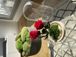 PLANTESTABILISÉE.COM - Roses rouges stabilisées sous cloche - roses stabilisées - décoration d'intérieur - 22 cm