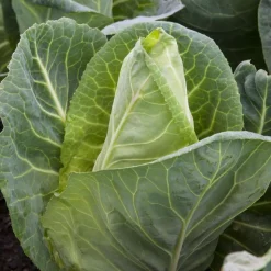 Plants de choux cabus Pointu 'Dutchman' F1 : barquette de 6 plants