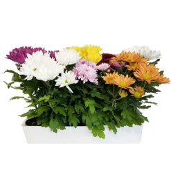 Plants de Chrysanthème multifleurs Barquette de 10