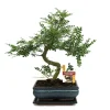 Poivre de bonsaï szechuan - zanthoxylum piperitum - env. 10 ans