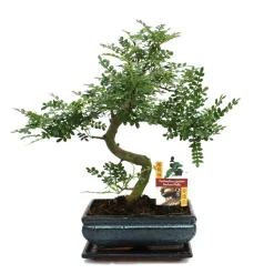 Poivre de bonsaï szechuan - zanthoxylum piperitum - env. 10 ans
