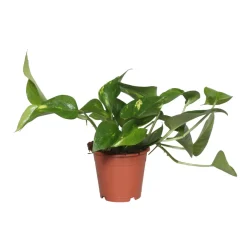 Pothos : plante Ø13cm pot