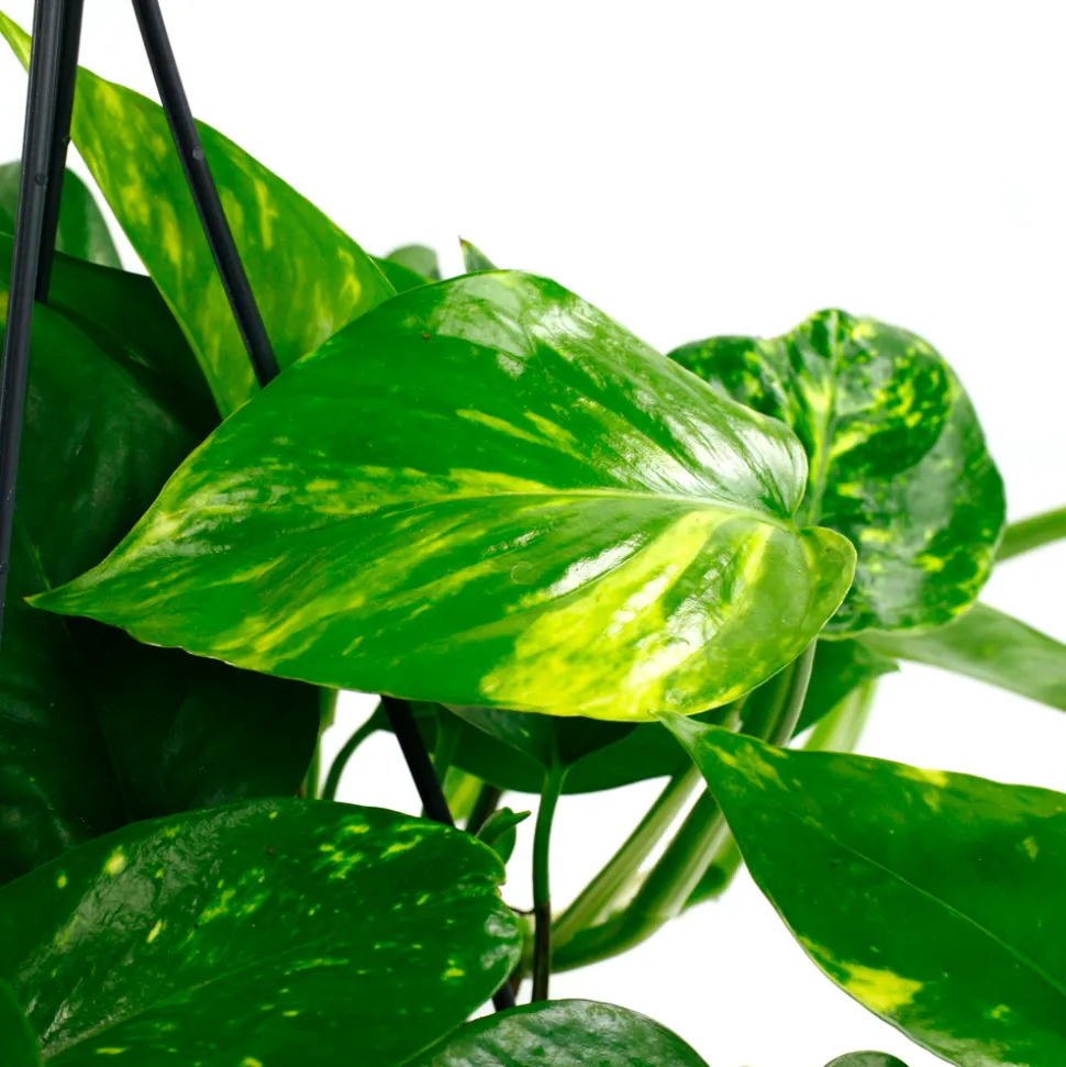 Pothos : suspension Ø15cm