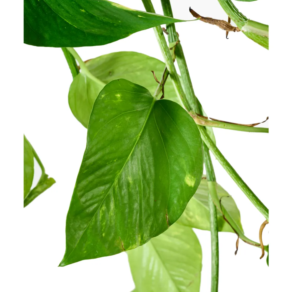 Pothos : suspension Ø15cm