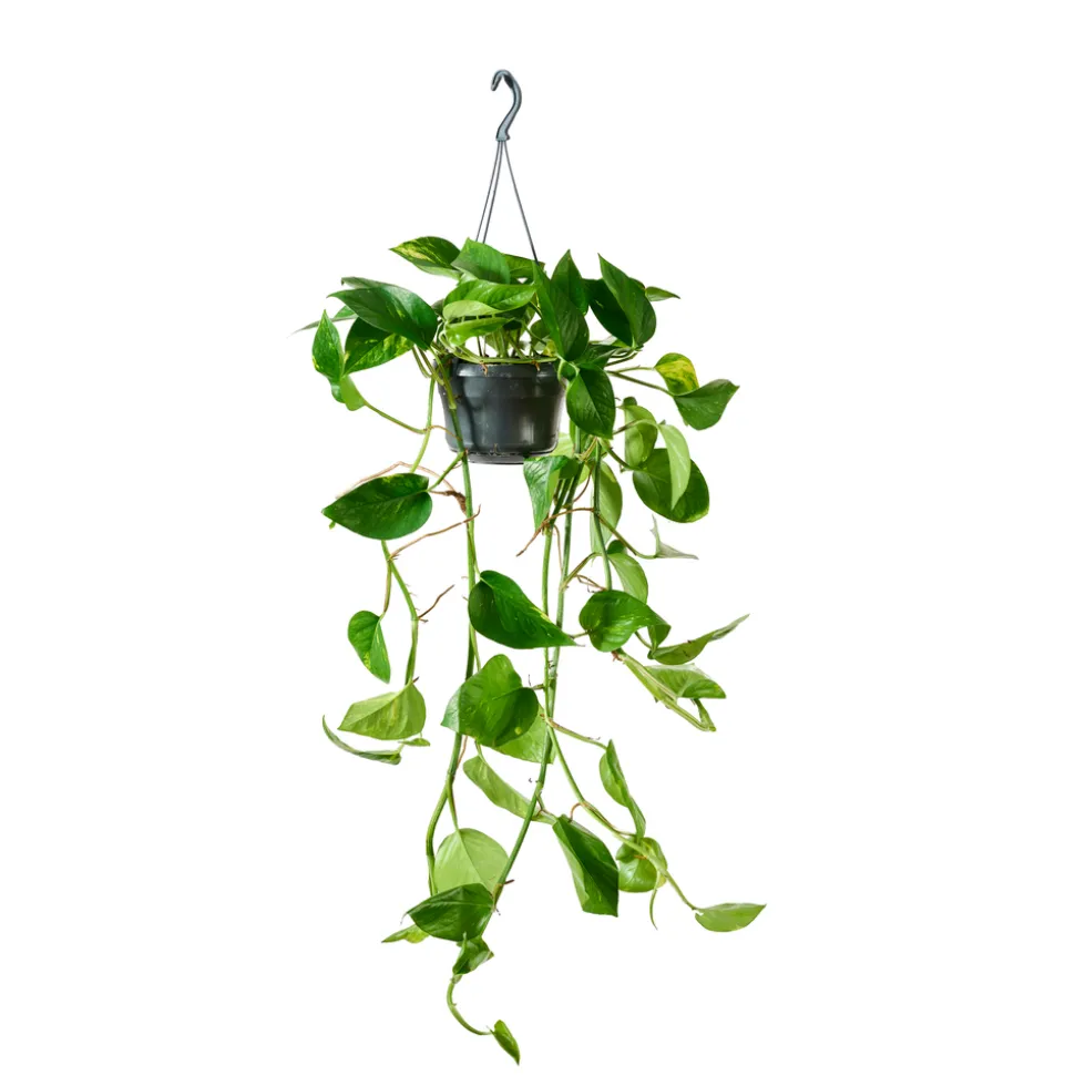Pothos : suspension Ø15cm