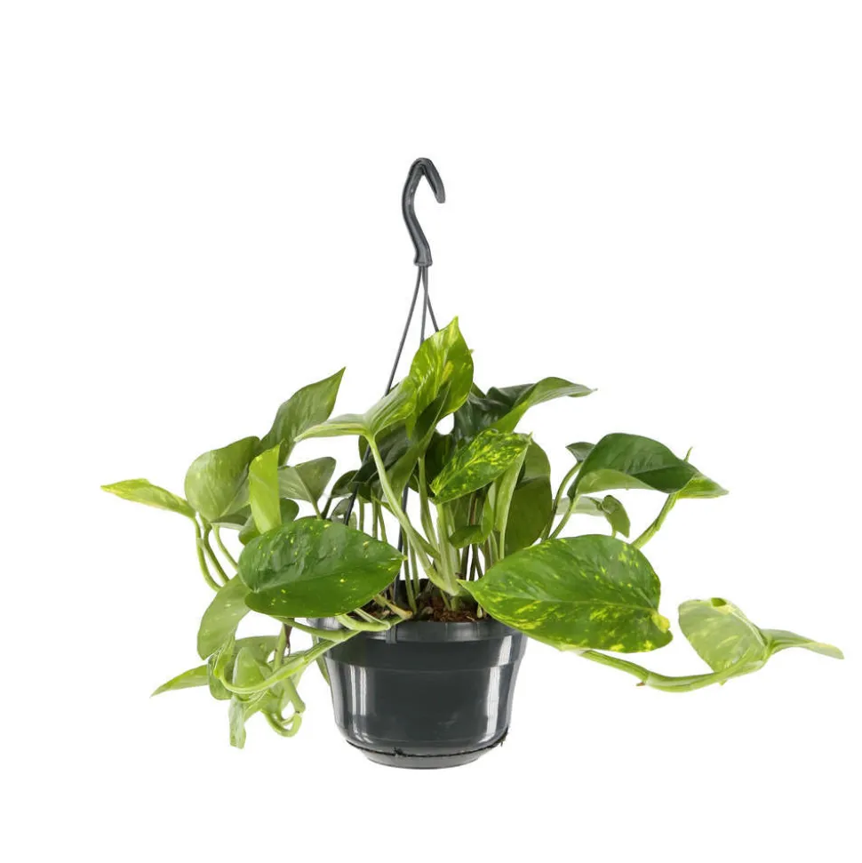 Pothos : suspension Ø15cm