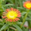 Pourpier, Portulaca oleracea : pot 3L