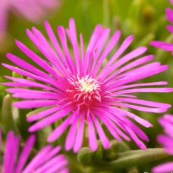 Pourpier, Portulaca oleracea : pot 3L
