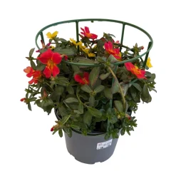 Pourpier, Portulaca oleracea : pot 3L