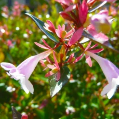 PÉPINIÈRES NAUDET - 10 abélia (abélia x grandiflora) - haie d'abélia