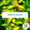 PÉPINIÈRES NAUDET - 10 elaeagnus (elaeagnus ebbingei) - haie de elaeagnus