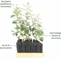 PÉPINIÈRES NAUDET - 10 elaeagnus (elaeagnus ebbingei) - haie de elaeagnus