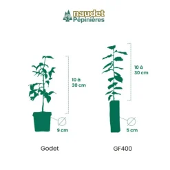 PÉPINIÈRES NAUDET - 10 elaeagnus (elaeagnus ebbingei) - haie de elaeagnus