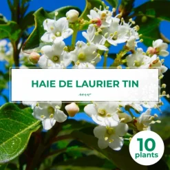 PÉPINIÈRES NAUDET - 10 laurier tin (viburnum tinus) - haie de laurier tin