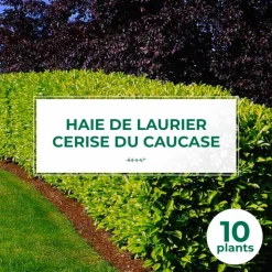 PÉPINIÈRES NAUDET - 10 laurier cerise du caucase (prunus laurocerasus caucasica) - haie de laurier du caucase