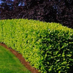 PÉPINIÈRES NAUDET - 10 laurier cerise du caucase (prunus laurocerasus caucasica) - haie de laurier du caucase